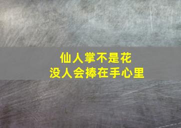 仙人掌不是花 没人会捧在手心里